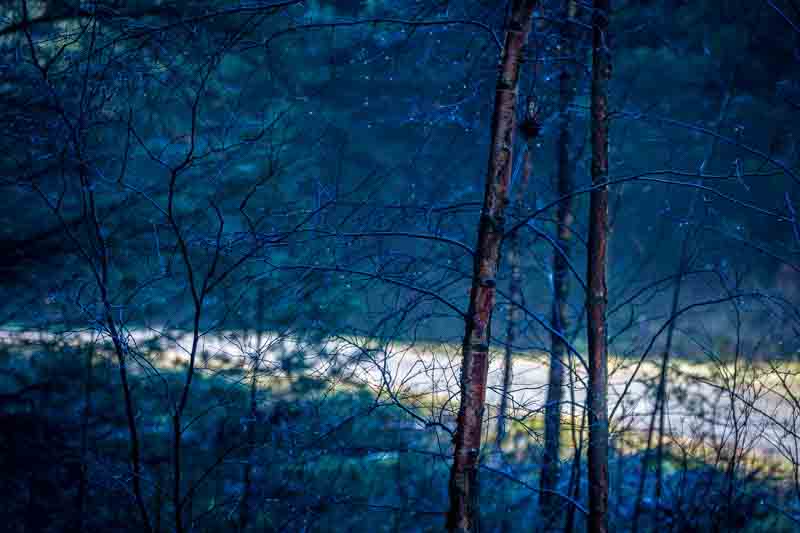 Bl&aring; morgen i skogen | Veggbilder | Fotokunst til salgs | Kunstfoto | Kunst | Foto | Bilde
