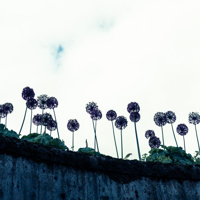 Nesten som l&oslash;vetann | Veggbilder | Fotokunst til salgs | Kunstfoto | Kunst | Foto | Bilde