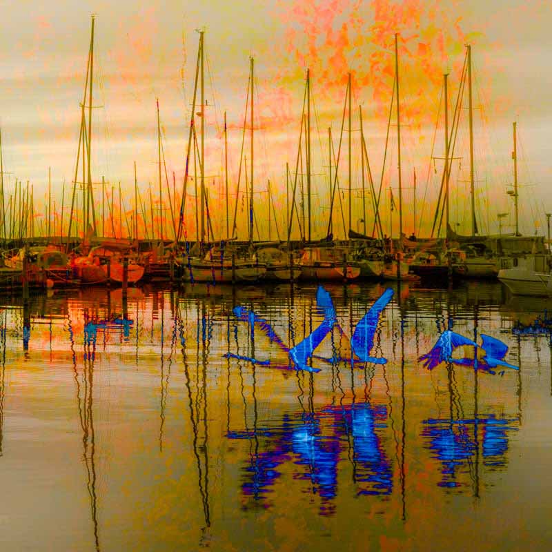 Bl&aring; svaner i Roskilde | Veggbilder | Fotokunst til salgs | Kunstfoto | Kunst | Foto | Bilde