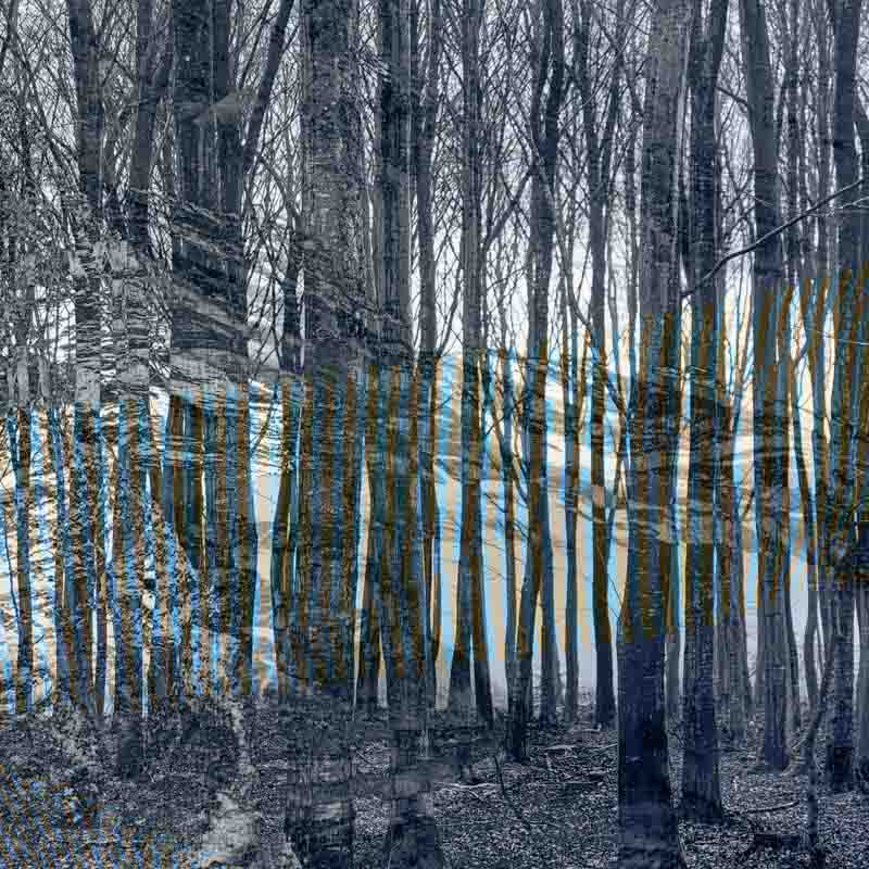 Bl&aring; skog | Veggbilder | Fotokunst til salgs | Kunstfoto | Kunst | Foto | Bilde