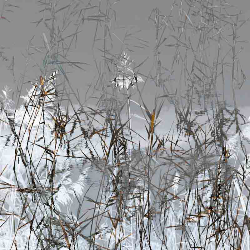 Siv i t&aring;ke | Veggbilder | Fotokunst til salgs | Kunstfoto | Kunst | Foto | Bilde